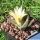 Ariocarpus trigonus v. horacekii Jaumave, Tam., Mexixo