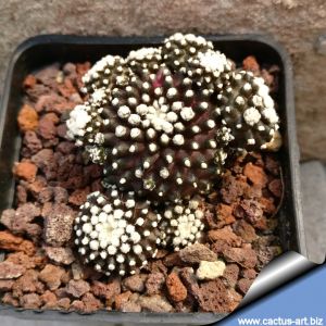 Copiapoa tenuissima forma mostruosa (clone A)