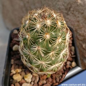 Coryphantha echinus PM08/15 San Miguel, Municipio Ocampo,Coahuila, Mexico