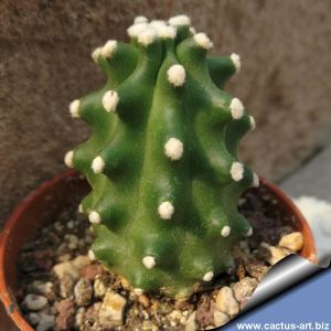 Echinocereus triglochidiatus v. mojavensis inermis La Sal Mts.