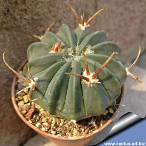 Echinofossulocactus coptonogonus