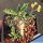 Euphorbia cap-saintemariensis