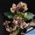 Euphorbia cap-saintemariensis