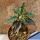 Euphorbia cap-saintemariensis