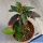 Euphorbia cap-saintemariensis