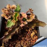 Euphorbia cap-saintemariensis