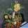 Euphorbia cap-saintemariensis