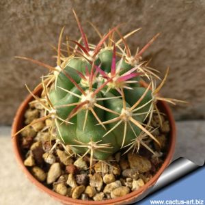 Ferocactus orcuttii (Ferocactus viridescens v. orcuttii)