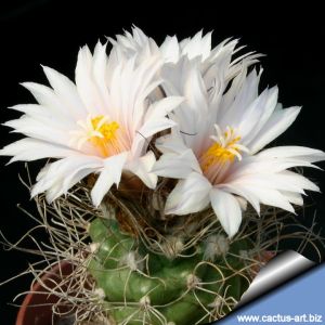 Turbinicarpus pseudomacrochele v. albiflorus MZ424 Cadereyta, Queretaro, Mexico