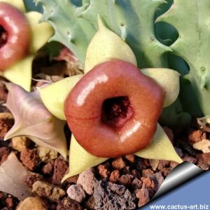 Huernia cv. RED BELLY