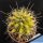 Echinocactus grusonii x Ferocactus forma variegata (mixed forms)