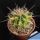 Echinocactus grusonii x Ferocactus forma variegata (mixed forms)