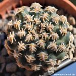 Pygmaecereus bieblii