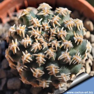 Pygmaecereus bieblii