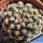 Pygmaecereus bieblii