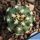 Pygmaecereus bieblii