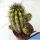 Copiapoa hybrid variegata