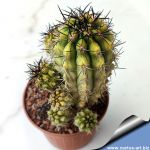 Copiapoa hybrid variegata