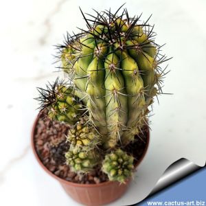 Copiapoa hybrid variegata