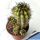 Copiapoa hybrid variegata