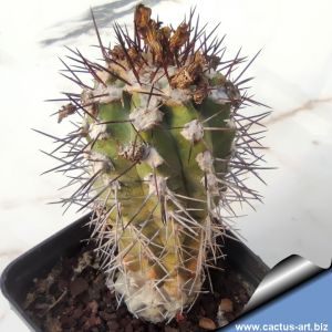 Copiapoa uhligiana Esmeralda beach, 02 Antofagasta, Chile