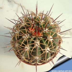 Melocactus delessertianus