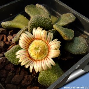 Aloinopsis rosulata Miller, Eastern Cape, South Africa