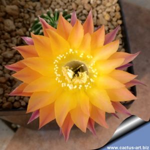 Echinopsis hybrid cv. AMERU (Bex 141)