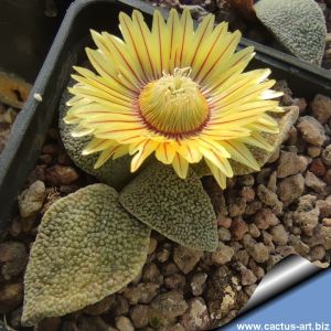 Aloinopsis rubrolineata Kendrew, Cape Province, South Africa (MG 1315.62)
