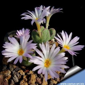 Conophytum meyerae fa. (pale purple flower)