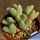 Conophytum meyerae fa. (pale purple flower)