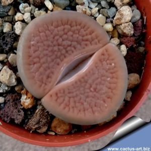 Lithops hookeri C023 (vermiculate Form) 55km South-West of Prieska, Cape