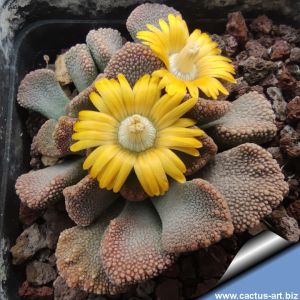 Titanopsis fulleri, Prietska, Northern Cape, South Africa