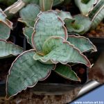 Sansevieria kirkii cv. SILVER BLUE