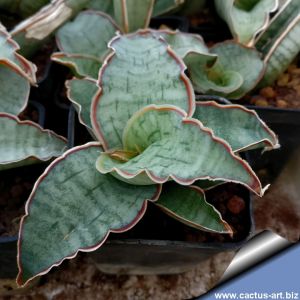 Sansevieria kirkii cv. Silver Blue