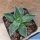Agave montana