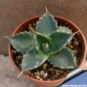 Agave montana