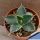 Agave montana