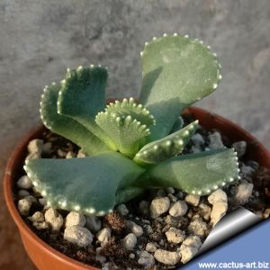 Aloinopsis malherbei Calvinia, Northern Cape, South Africa(MG1313.1)