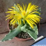 Faucaria paucidens Graaff Reinet