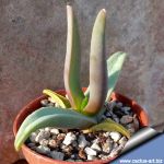 Glottiphyllum lingueforme Heimersrivier (MG 1522.463)