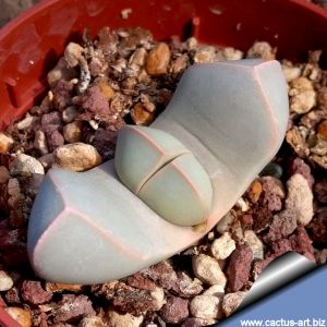 Lapidaria margaretae CM61