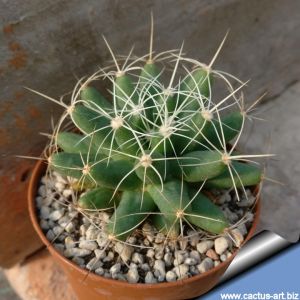 Mammillaria longimamma SB88 South of Venados, Pachuca, Hidalgo, Mexico