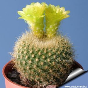 Notocactus graessneri (Brasilicactus graessneri)