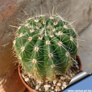 Notocactus laetivirens