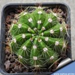 Notocactus laetivirens RP1375 (ex Rodrigo Pontes)