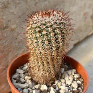 Notocactus minimus tenuicylindricus