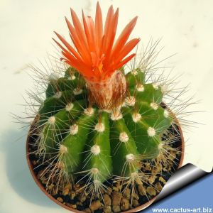 Notocactus muegelianus