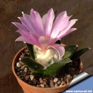 Ariocarpus hybrid (retusus x furfuraceus)