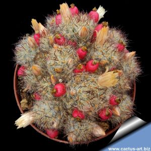 Mammillaria prolifera v. texana Cameron County, Texas, USA